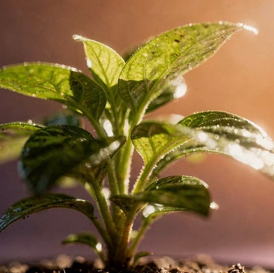 Young green plant representing sustainable practice